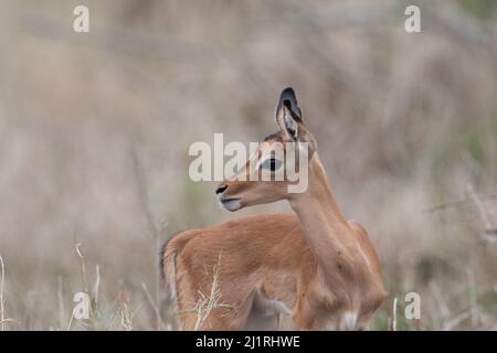 Un giovane impala pascolo in Sudafrica. Foto Stock