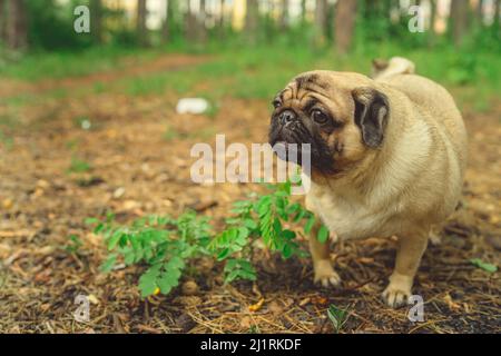 Cane razza pug passeggiate nei boschi. pug riposo nel Parco Foto Stock