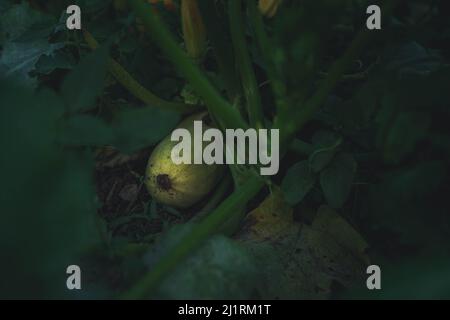 Nel giardino crescono zucchine o zucchine commestibili. La verdura è adagiata sul terreno. Foto Stock