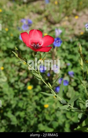 Linum grandiflorum . comunemente noto come lino fiorente, lino rosso, lino scarlatto, o lino cremisi. California meridionale fiori selvatici che crescono in un giardino di casa Foto Stock