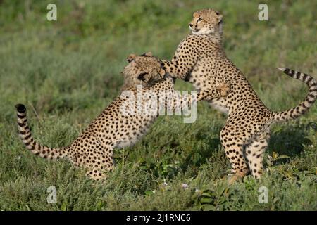 Ghepardi, Tanzania Foto Stock