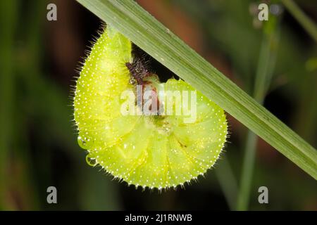 Serata comune Brown Butterfly caterpillar, Melanitis leda. Il Caterpillar si arrotola preparandosi alla pupata. questo caterpillar si nutre e pupa sulle erbe. Foto Stock