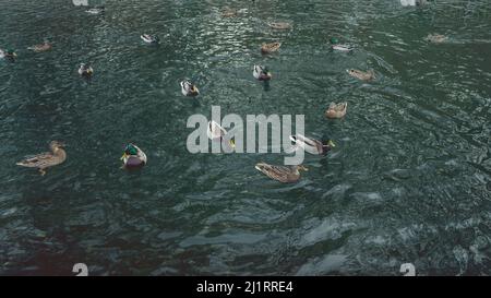 Un sacco di belle anatre sono in un laghetto pulito nel parco Foto Stock