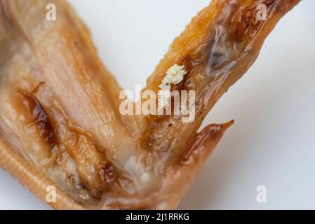 Uova volare su cibo sporco cibo non igienico, Flies uovo casa volare - housefly diffondere germi concetti Foto Stock