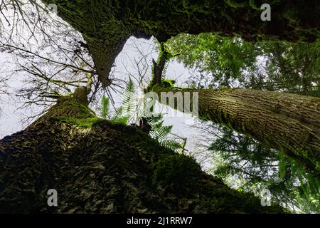 Alberi che si allungano verso l'alto verso le nuvole dalla prospettiva verso il basso. Foto Stock