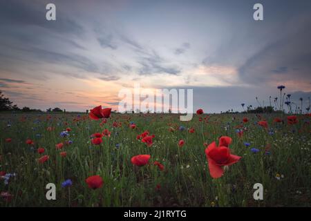 Bellissimo paesaggio estivo serale. Papaveri rossi tra erbe verdi. Foto Stock