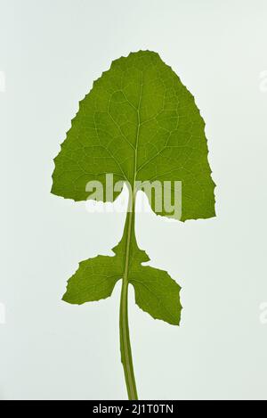 Primo piano foglia di dente di leone verde, vene e struttura fogliare isolate su bianco (genere Taraxacum) Foto Stock