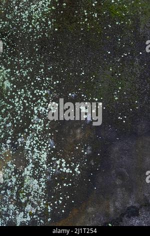 Vecchio grigio corrode con spore di muffa parete in calcestruzzo in Indonesia. Molto texture e marcature che appaiono bolle Foto Stock