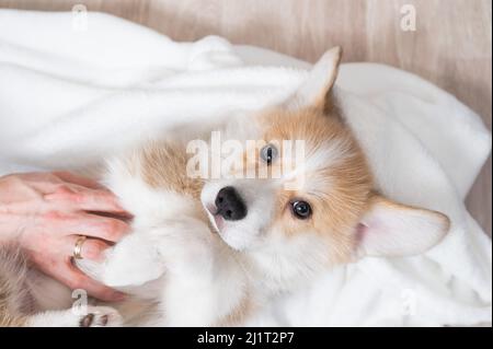 Donna ha avvolto un cucciolo rosso di corgi in una coperta. Foto Stock