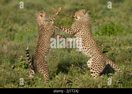 Ghepardi, Tanzania Foto Stock