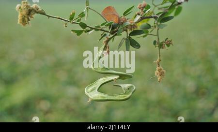 Pithecellobium dulce conosciuto anche come Manila tamarind, Camachile, Guayamochil, Madrasthorn, Blackbead ecc. si è macchiato nel lago di Madiwala, Bangalore Foto Stock