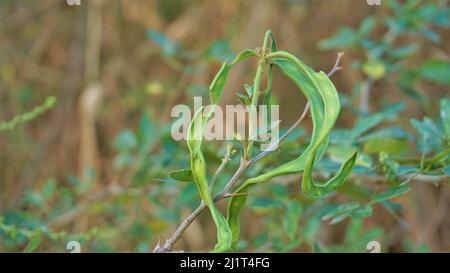 Pithecellobium dulce conosciuto anche come Manila tamarind, Camachile, Guayamochil, Madrasthorn, Blackbead ecc. si è macchiato nel lago di Madiwala, Bangalore Foto Stock