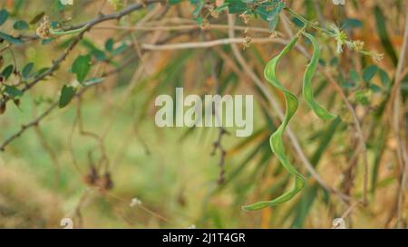 Pithecellobium dulce conosciuto anche come Manila tamarind, Camachile, Guayamochil, Madrasthorn, Blackbead ecc. si è macchiato nel lago di Madiwala, Bangalore Foto Stock