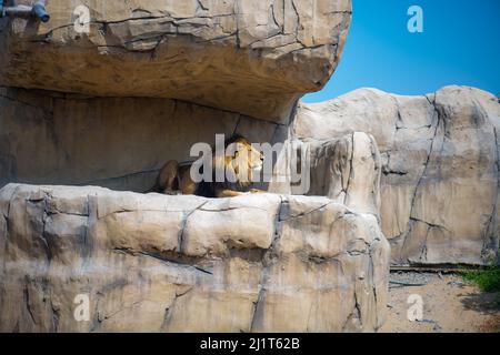 il leone adulto si trova all'ombra dello zoo Foto Stock