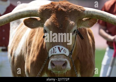 Texas Longhorns mascotte Bevo XV durante il 94th Clyde Littlefield Texas Relays, Sabato, 26 marzo 2022, a Austin, Tex. Foto Stock