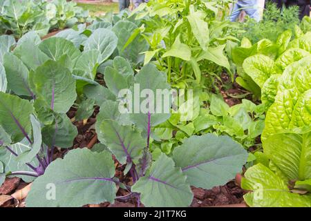 Aiuole di fiori con lattuga, broccoli, spinaci, erbe, foto di alta qualità Foto Stock