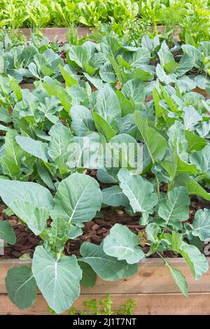 Aiuole di fiori con lattuga, broccoli, spinaci, erbe, foto di alta qualità Foto Stock