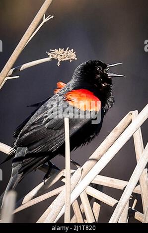 Grizzly Island Rd, Suisun City, CA, 27th marzo 2022: L'uccello nero dalle alette rosse è un uccello passerino della famiglia degli Icteridae trovato nella maggior parte del Nord America e in gran parte dell'America Centrale. Wikipedia Nome scientifico: Agelaius phoeniceus taglia: Circa 9 pollici chesapeakebay.net Famiglia: Icteridae Ordine: Passeriformes Phylum: Chordata Regno: Animalia: Seshadri SUKUMAR Foto Stock