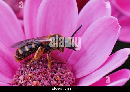 Primo piano su un'ape femminile comune solco, Lasioglossum calceatum, seduto su un fiore viola in giardino Foto Stock