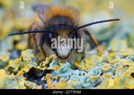 Primo piano frontale su una fresca ape maschile rossa masone emersa, Osmia rufa in giardino Foto Stock