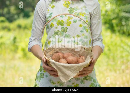 Una donna con una patata in un cestino, in una fattoria, o un orto. Il concetto di raccolta, o la vendita di verdure. Foto Stock