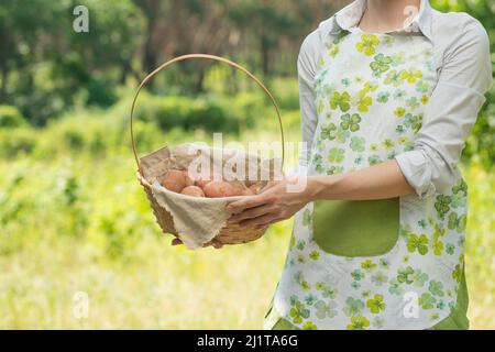 Una donna con una patata in un cestino, in una fattoria, o un orto. Il concetto di raccolta, o la vendita di verdure. Con uno spazio vuoto per wri Foto Stock