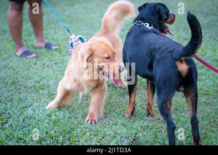 Golden Retriever incontro Rottweiler cane in un parco. Concetto di socializzazione del cane. Foto Stock