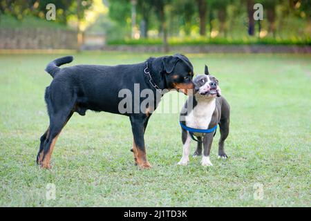 Rottweiler cane e Bulldog in un parco. Concetto di socializzazione del cane. Foto Stock