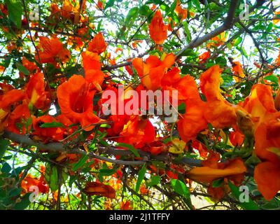 Bella tecomilla undulata fiori con ramo e foglie nella stagione estiva Foto Stock