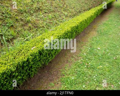 Buxus sempervirens, scatola comune, scatola europea o bosso verde brillante bordo potato nel giardino Foto Stock