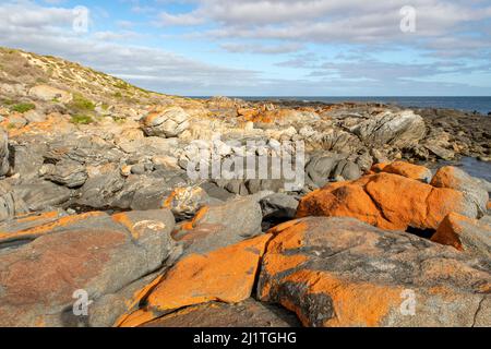 Orange Lichen Covered Rocks a Corny Point, South Australia, Australia Foto Stock