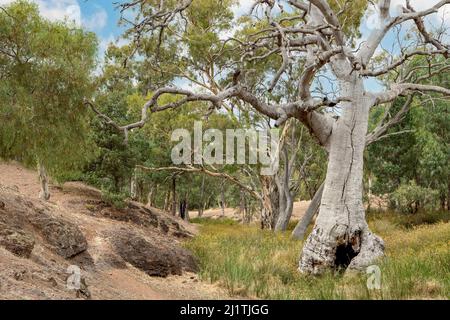 Trail in Warren Gorge, vicino Quorn, Australia del Sud, Australia Foto Stock