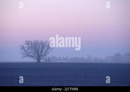 La silhouette di un albero contro il cielo del tramonto in una giornata di nebbia a Delaware, Ohio Foto Stock