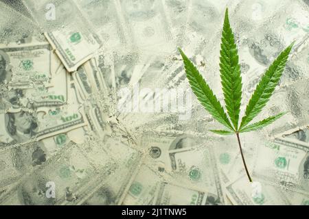 Un foglio di marijuana per soldi, dollari e cannabis, un commercio legale e del mercato nero Foto Stock