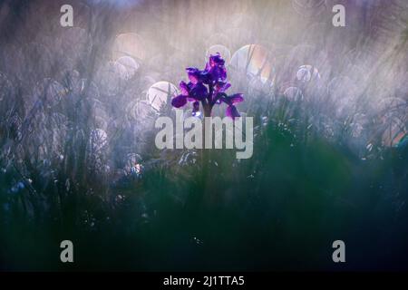 Orchis morio, Orchidea venata verde, fiore selvatico terrestre europeo in fiore in habitat naturale, particolare di fioritura, sfondo verde chiaro, Repubblica Ceca Foto Stock