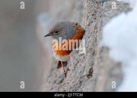 Accentor Robin, rubbeculoides Prunella, uccello seduto su tronco d'albero nella montagna invernale. Robin nell'habitat di pietra, Ladakh, Hemis NP, India. Uccelli i Foto Stock