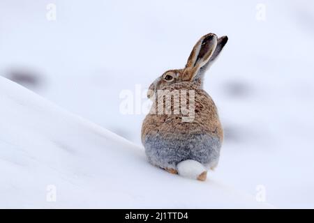 Lepre vagamente, Lepus oiostolus, nell'habitat naturale, condizioni invernali con neve. Lepre vagamente da Hemis NP, Ladakh, India. Animale nel mou Himalaya Foto Stock