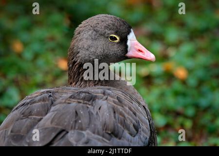 Grande oca bianca, anser albifrons, uccello passeggio nell'habitat naturale, ritratto di dettaglio, parco a Basilea, Svizzera. Uccello nell'habitat naturale, g Foto Stock