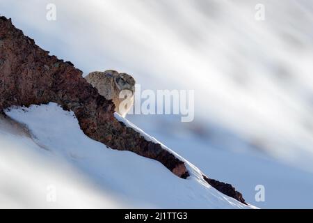 Lepre vagamente, Lepus oiostolus, nell'habitat naturale, condizioni invernali con neve. Lepre vagamente da Hemis NP, Ladakh, India. Animale nel mou Himalaya Foto Stock