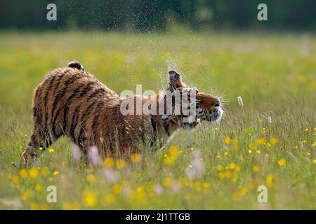 Fauna selvatica estiva. Tigre con fiori rosa e giallo. Tigre amur che corre nell'erba. Prato fiorito con animale pericoloso. Fauna selvatica dalla primavera, SIB Foto Stock