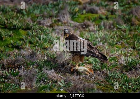 Falco variabile, poliosoma geranoaetus, lepre cattura nell'habitat naturale, Antisana NP in Ecuador. Comportamento di alimentazione dell'uccello della preda. Birdwatching nel sud