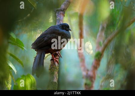 Guan andino, Penelope montagnii, sono uccelli dalla foresta scura montagna Yanacocha, Ecuador. Birdwatching in Sud America. Wildife scena in natura, Sud Foto Stock