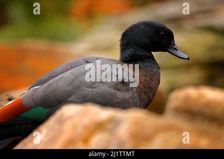 Paradise shelank, Tadorna variegata, grande anatra tipo oca endemica alla Nuova Zelanda. Anatra marrone nero nell'habitat naturale vicino all'acqua. Goose betwe Foto Stock