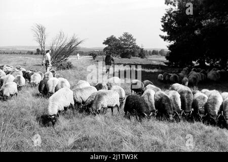 Eine Herde von Heidschnucken, 1957. Un gregge di pecore del tipo Heidschnucke, 1957. Foto Stock