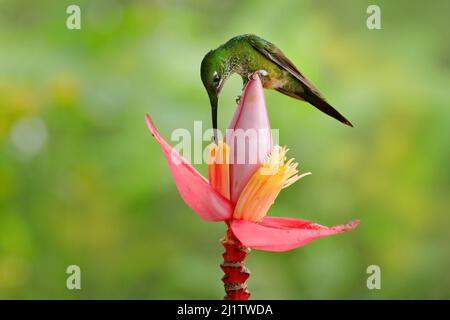 Uccello con fiore nella giungla tropicale. Imperatrice brillante, Eliodoxa imperatrice, bella colibrì nell'habitat naturale. Uccello verde con coda lunga fra Foto Stock