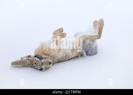 Lepre vagamente, Lepus oiostolus, nell'habitat naturale, condizioni invernali con neve. Lepre vagamente da Hemis NP, Ladakh, India. Animale nel mou Himalaya Foto Stock