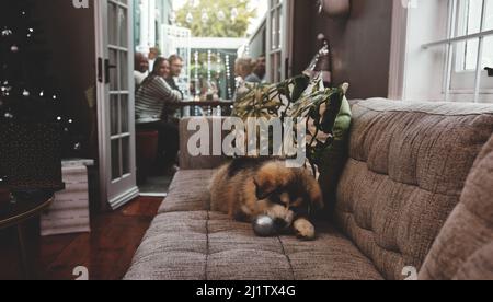 Girato di un cucciolo spensierato masticare su una decorazione di natale mentre si trova su un divano, mentre i proprietari hanno cena in background a casa durante Foto Stock