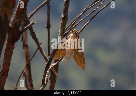 Moth su un albero in Myanmar Foto Stock