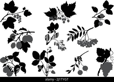 Collezione di sagome di diverse specie di bacche: Uva, olive, mirtillo, uva spina, fragola, mirtilli, mirtilli, mirtilli, mirtilli Illustrazione Vettoriale