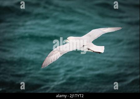 Un gabbiano a Svalbard Foto Stock